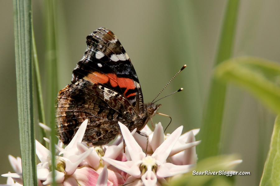 red admiral butterfly (vanessa atalanta)