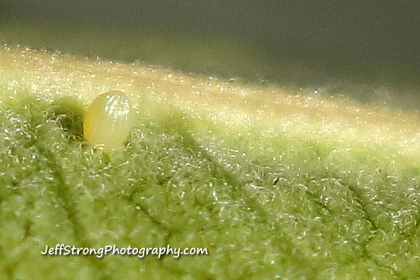 monarch egg on a showy milkweed leaf