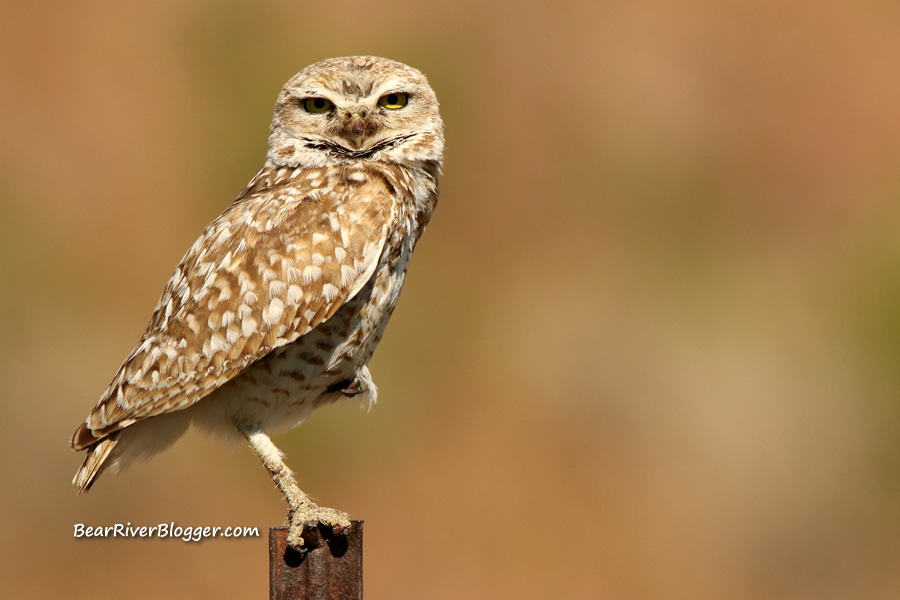 burrowing owl perched on a metal fence post.