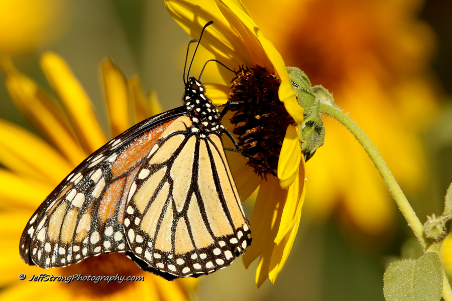 monarch butterfly feeding on a sunflower on the bear river migratory bird refuge