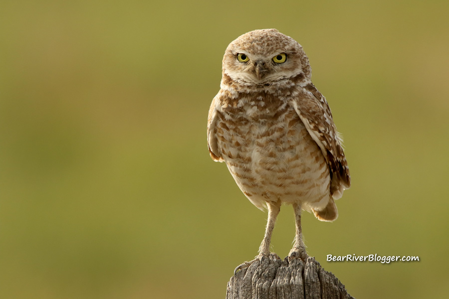 burrowing owl on a fence post