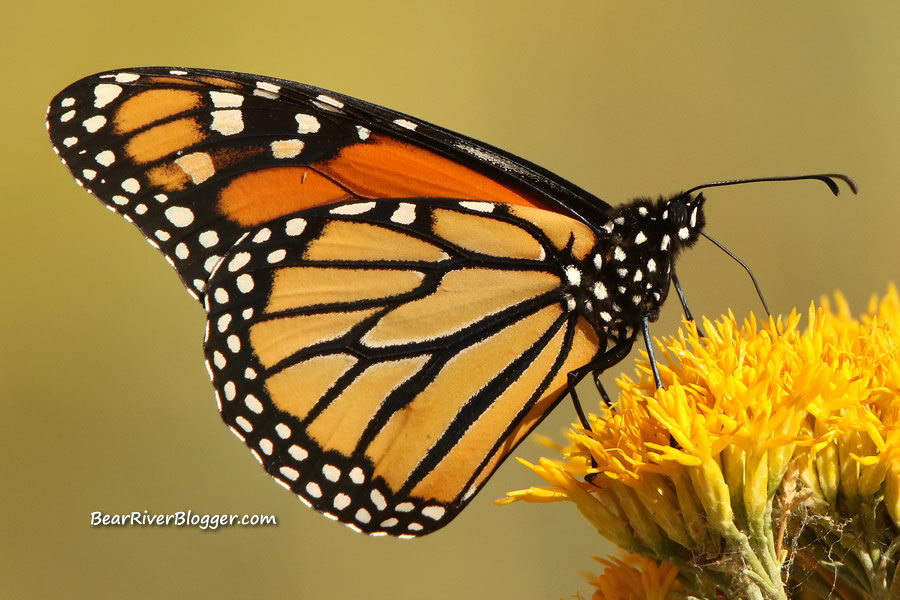 monarch butterfly on a rabbitbrush plant.