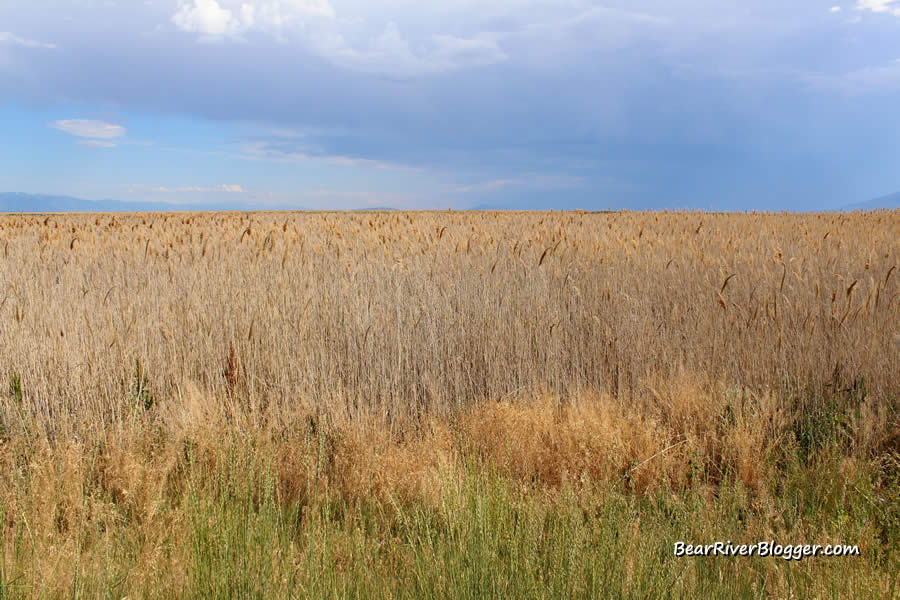phragmite is an invasive plant currently being treated on the bear river migratory bird refuge.