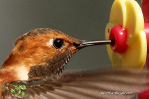 male rufous hummingbird