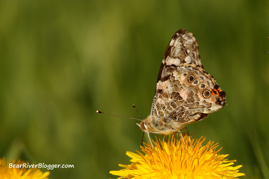 painted lady butterfly on a dandelion plant