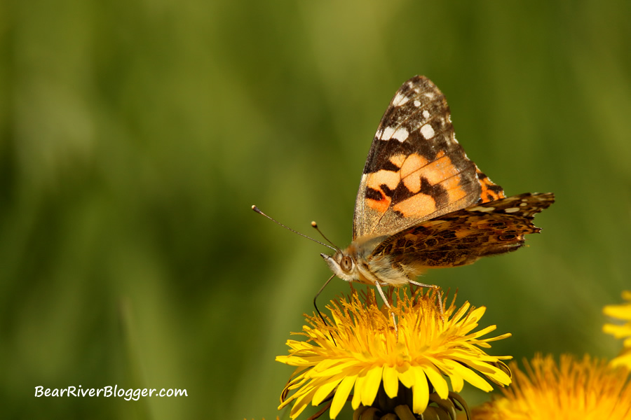 painted lady butterfly feeding on a dandelion