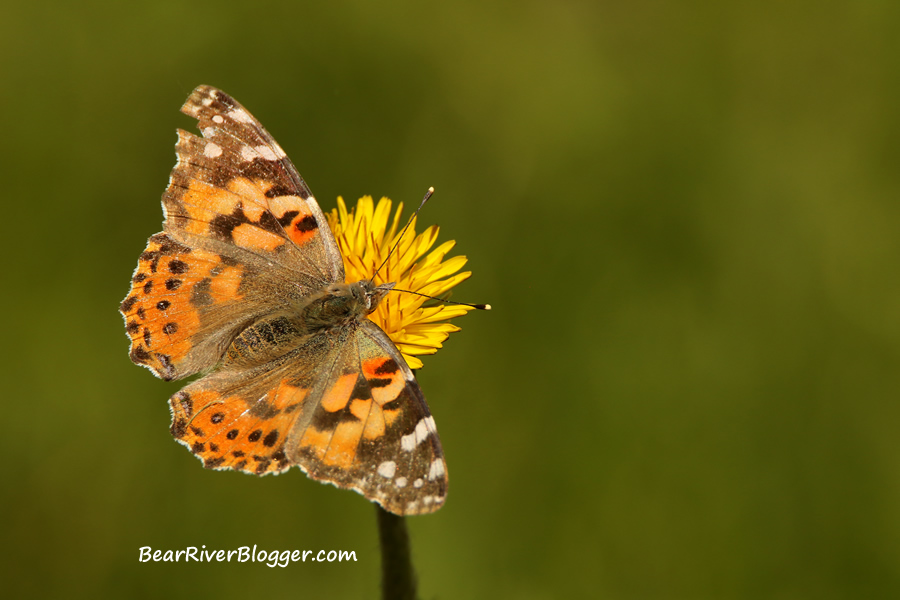 painted lady butterfly on a dandelion