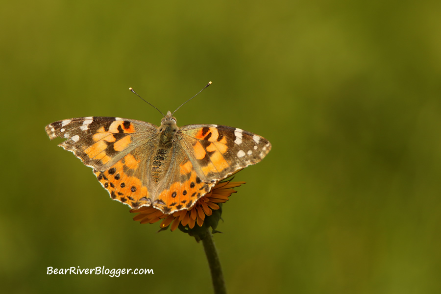 painted lady on a dandelion