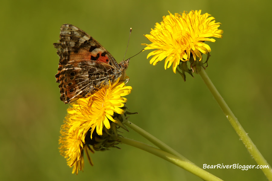 painted lady on a dandelion
