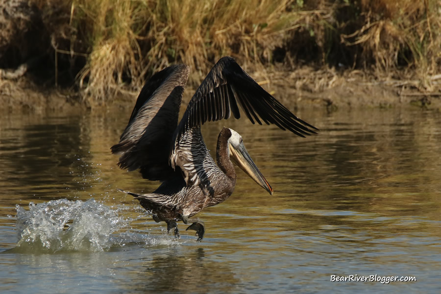 brown pelican taking off