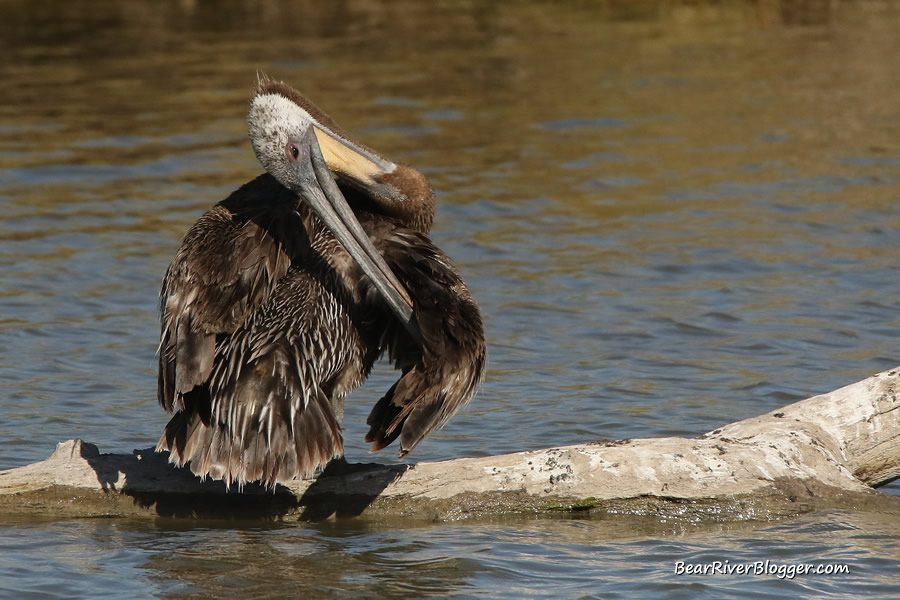 brown pelican preening