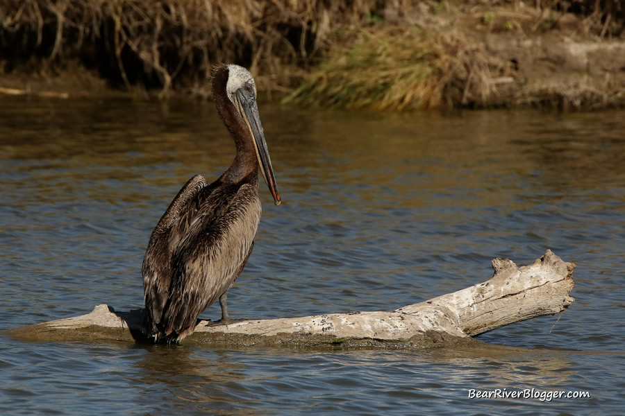 brown pelican on the bear river