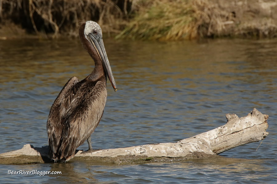 brown pelican perched on a log on the bear river