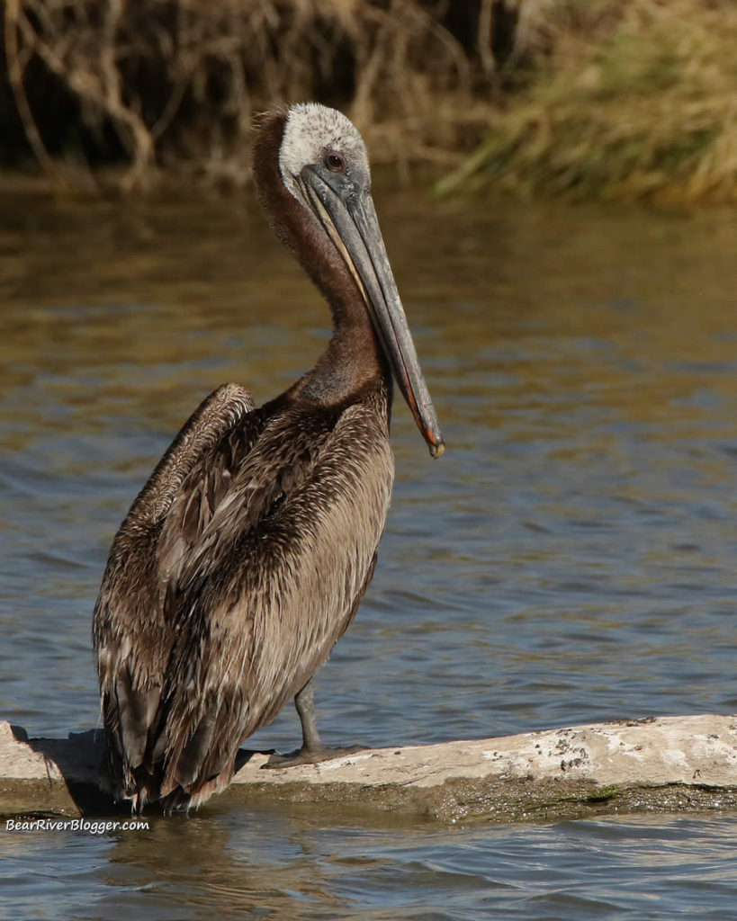 brown pelican standing on a log on the bear river.