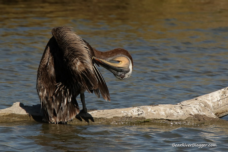 brown pelican preening 