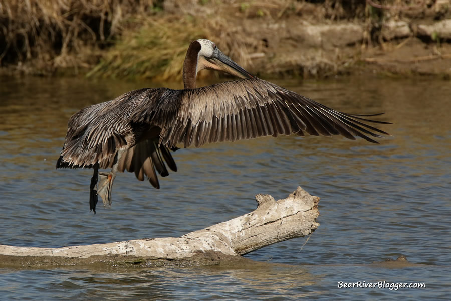 brown pelican taking off from a log on the bear river migratory bird refuge
