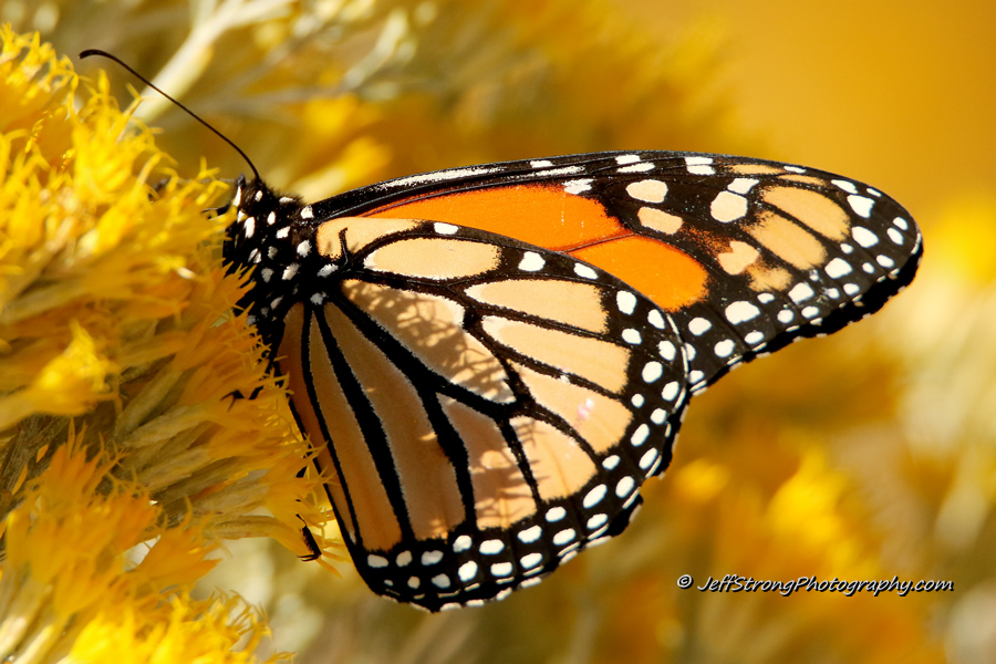 monarch butterfly on rabbitbrush