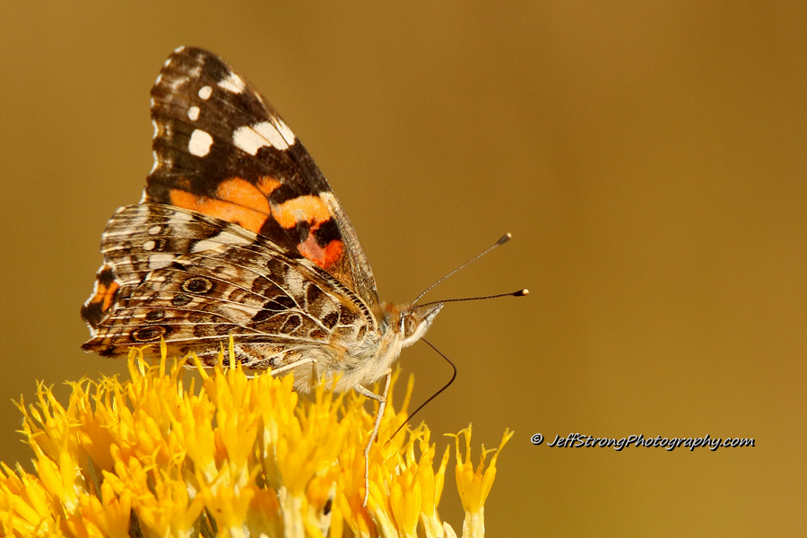 painted lady butterfly on rabbitbrush