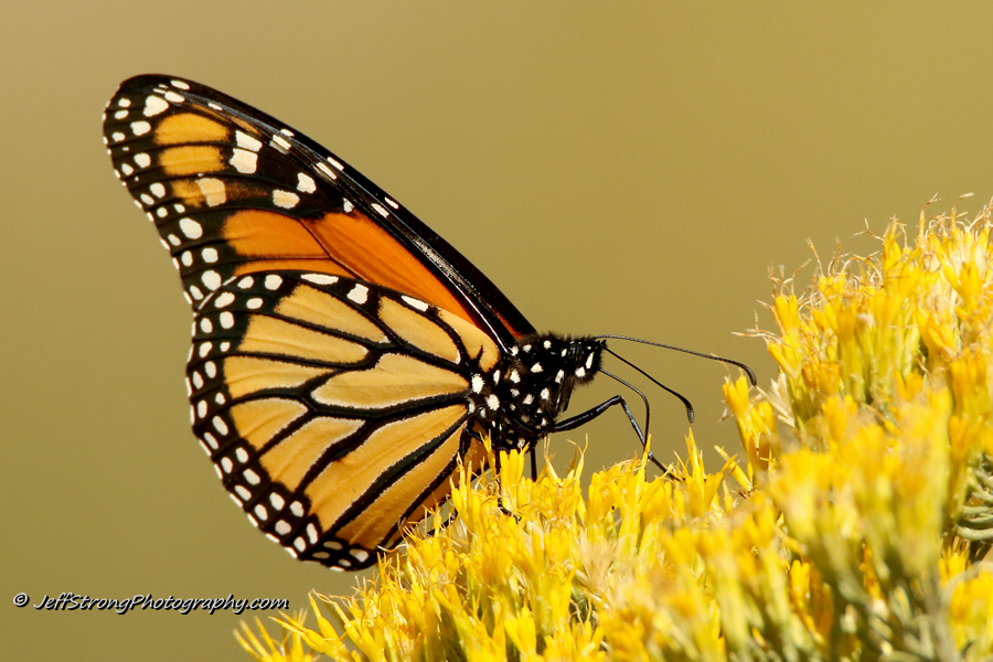 monarch butterfly on rabbitbrush