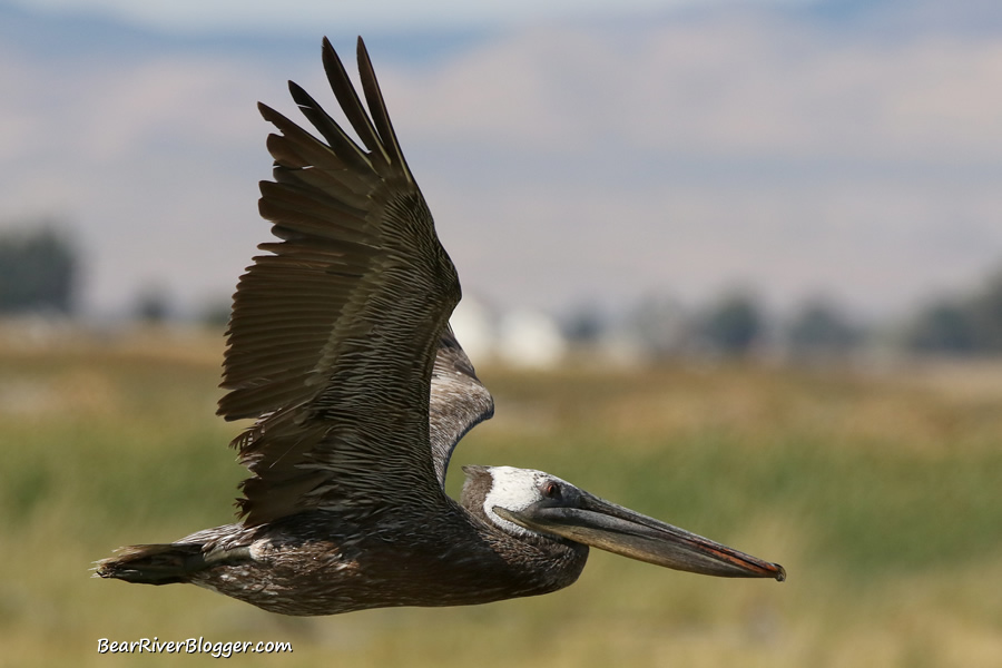 brown pelican in flight on the bear river migratory bird refuge