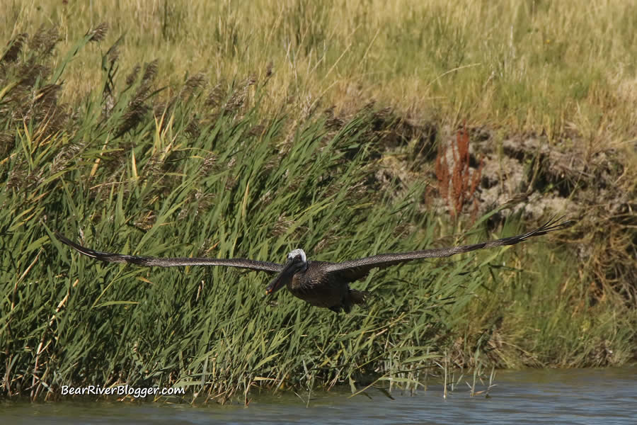 A brown pelican in flight.