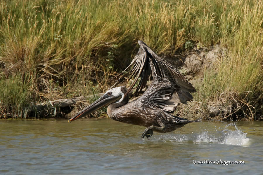 A brown pelican taking off from the bear river.