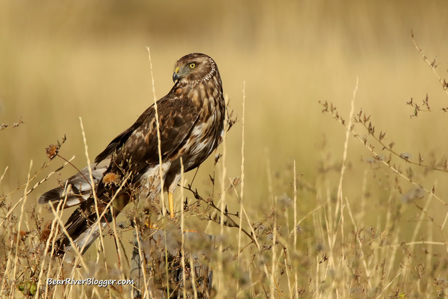 Northern harrier perched on a fence post.