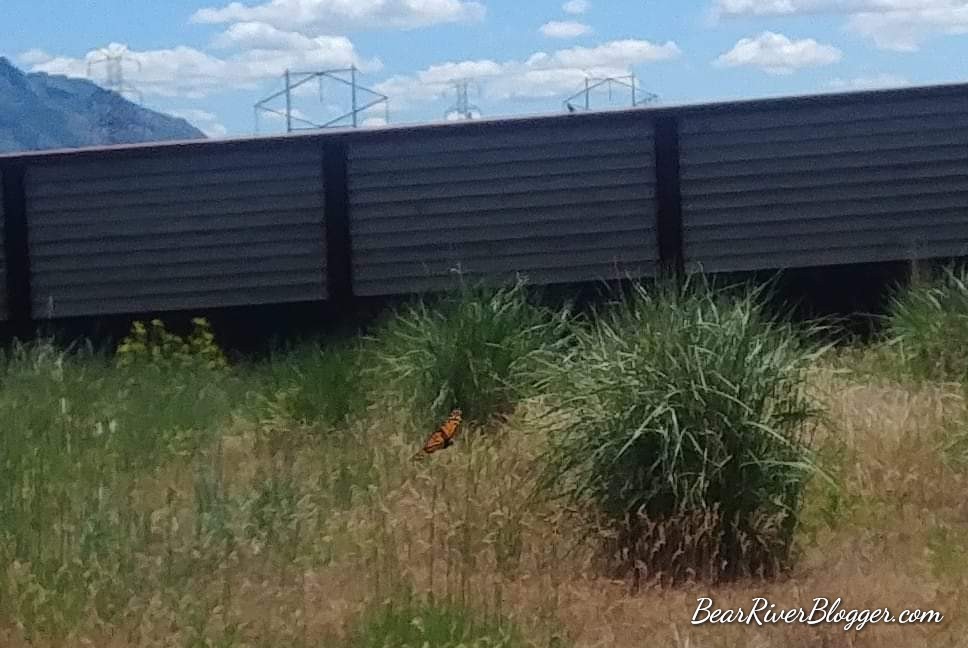 monarch butterfly on the bear river migratory bird refuge.