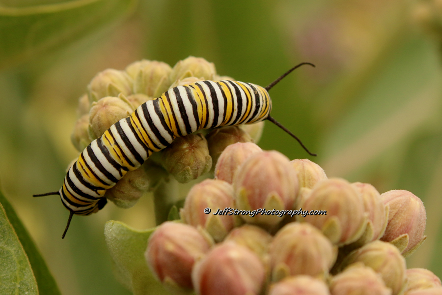 monarch caterpillar on a milkweed bloom
