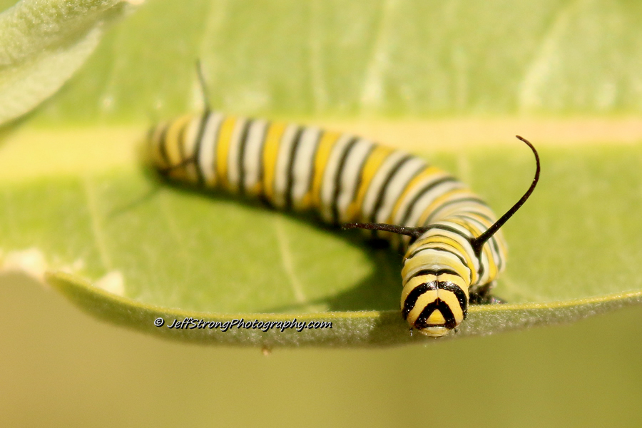 monarch butterfly caterpillar on a milkweed leaf