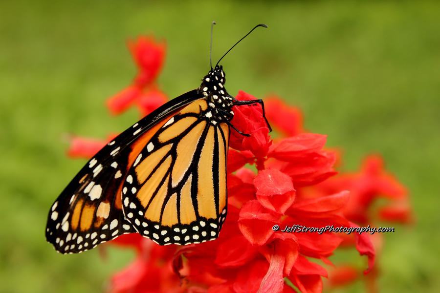 monarch butterfly on a red wildflower.