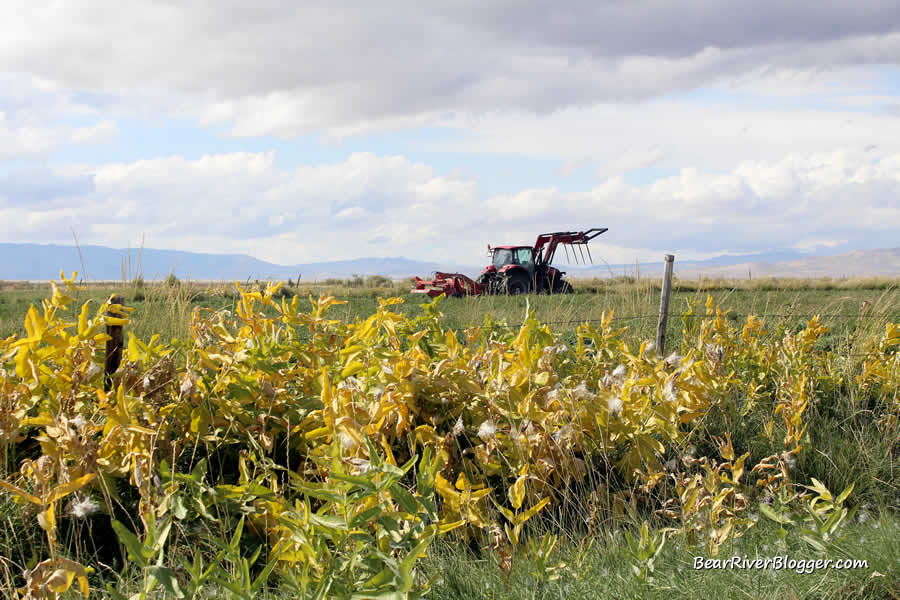 milkweed stand along a farm field