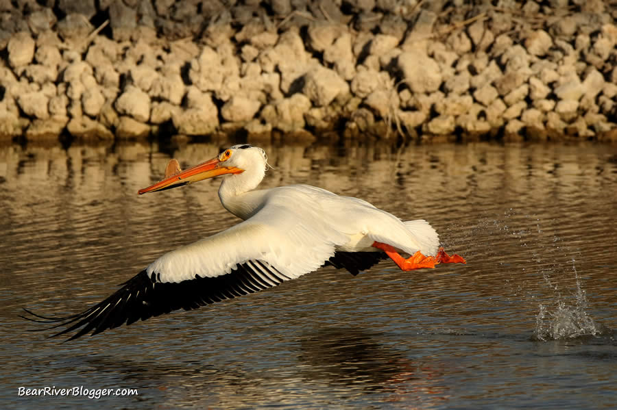 american white pelican taking off from the water on the bear river migratory bird refuge.