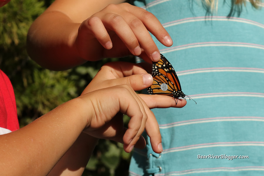 tagging monarch butterflies