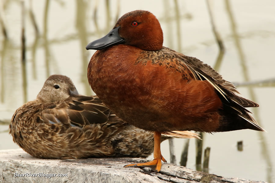 a pair of cinnamon teal standing on a log on the bear river migratory bird refuge.