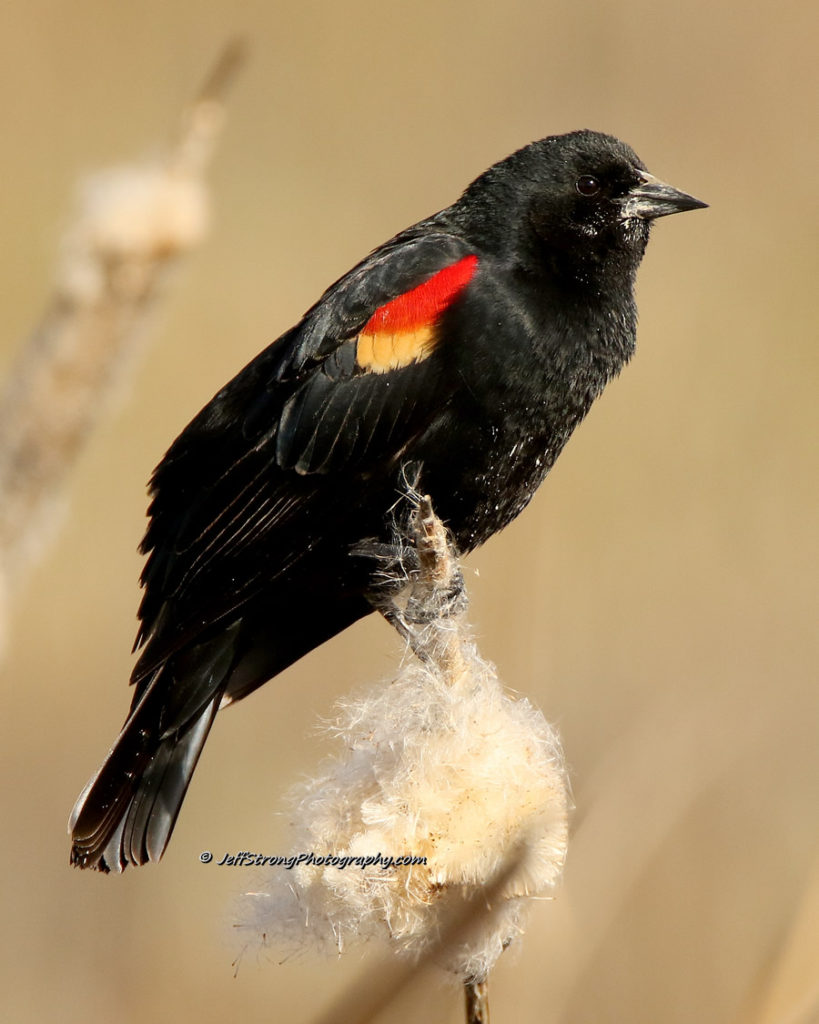 red winged blackbird perched on a cattail stem.