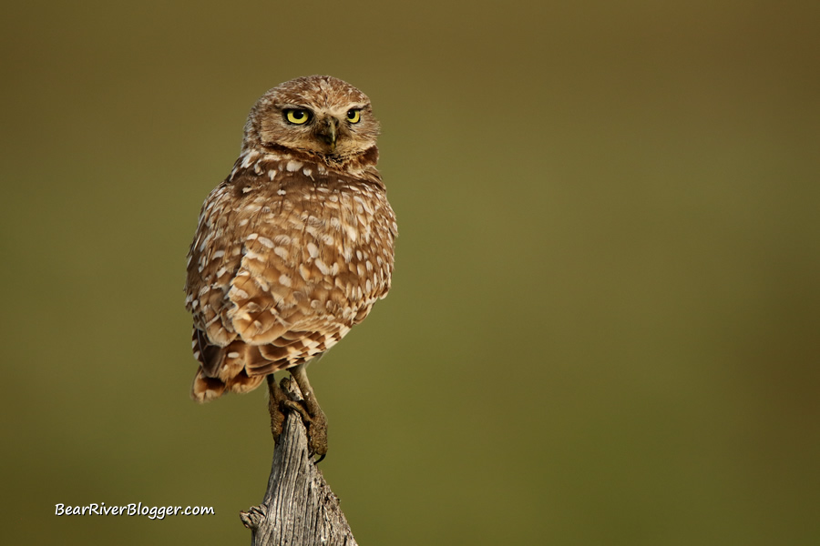 burrowing owl perched on a wooden fence post.