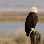 bald eagle sitting on a post.