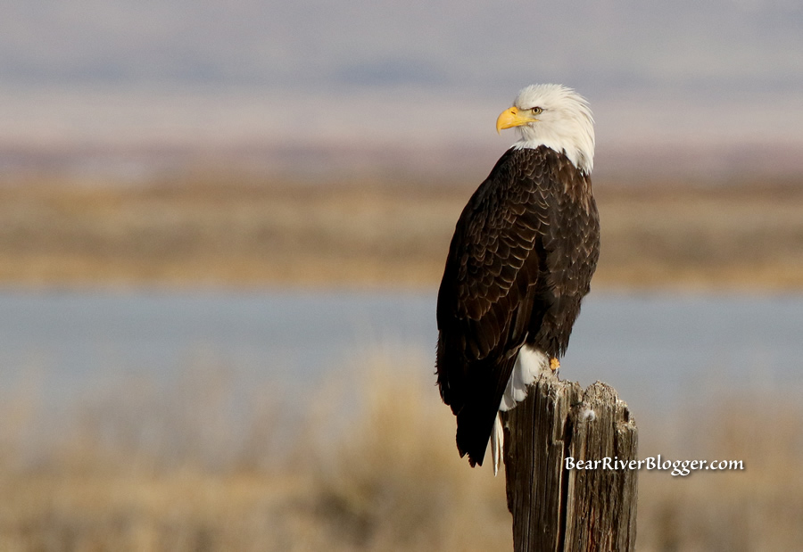 bald eagle perched on a post
