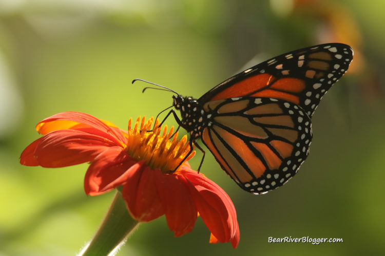 Do Monarch Butterflies Live In Utah? Bear River Blogger