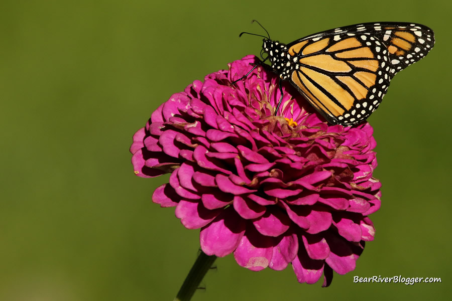 monarch perched on a zinnia flower.