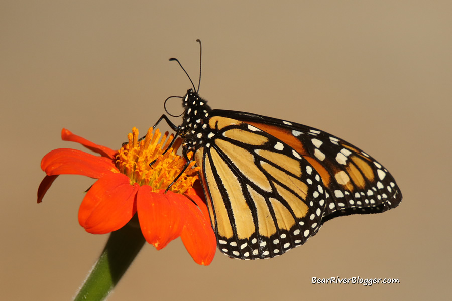 monarch butterfly perched on a mexican sunflower