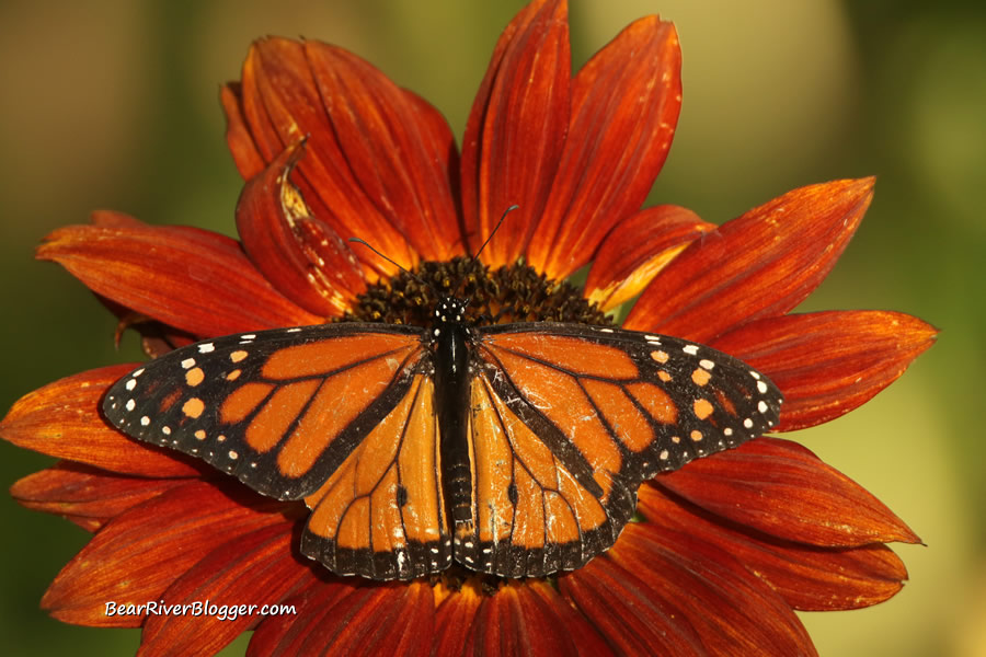 monarch on a sunflower.