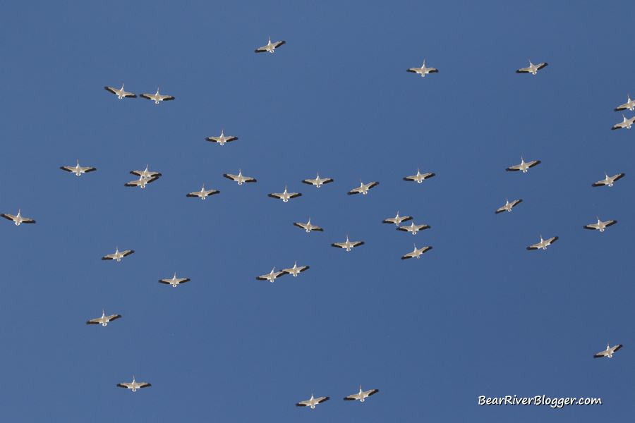 american white pelicans migrating