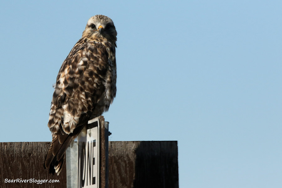 rough-legged hawk perched on a sign.