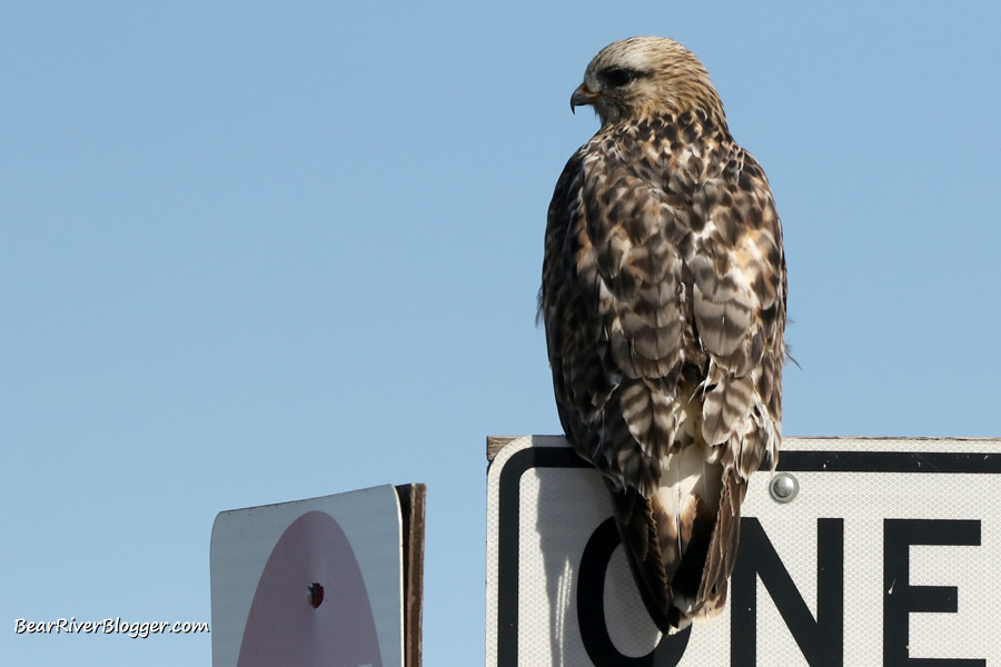 rough-legged hawk sitting on a sign on the Bear River Migratory Bird Refuge.