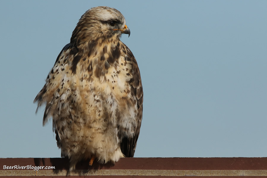 rough-legged hawk sitting on a sign on the bear river migratory bird refuge.