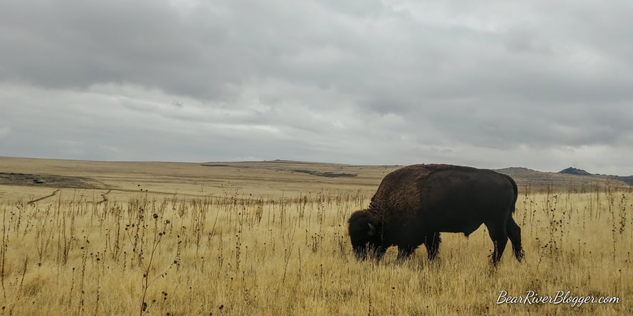 bison grazing on antelope island.