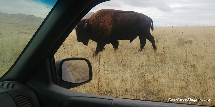 bison walking near the truck