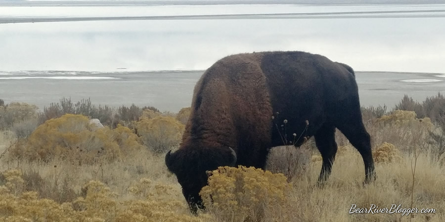 bison grazing nearby